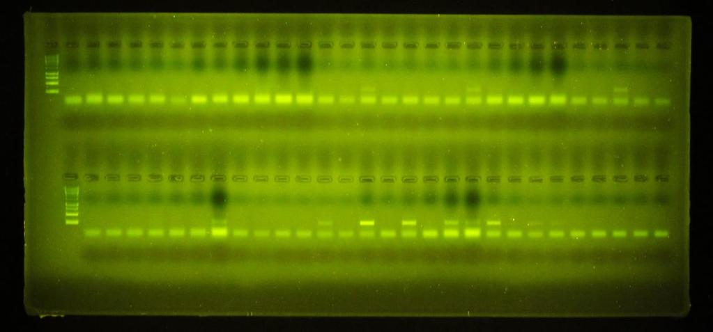 5.1. Felmérő vizsgálat 5. EREDMÉNYEK 5.1.1. PCR rendszerek működése 5.1.1.1. Hagyományos PCR Az elsőként vizsgált minták esetében általában nem álltak rendelkezésre pozitív kontrollok, így a termék
