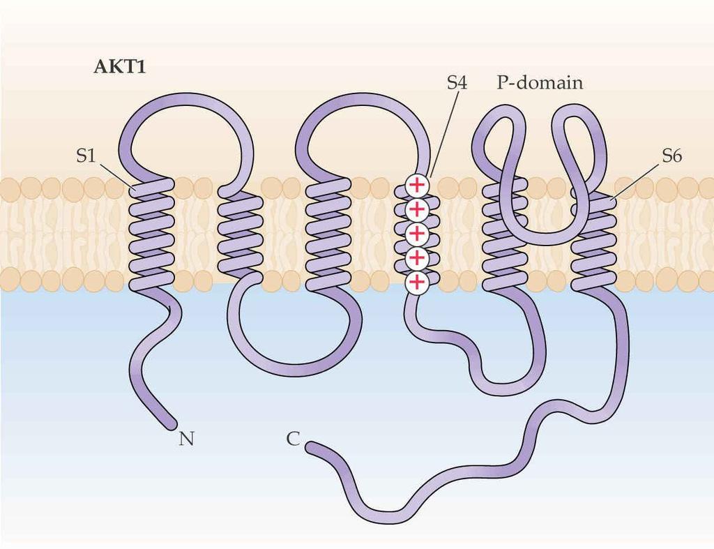 Az Arabidopsis K+ transzporter szerkezete (S1-S6: a membránon