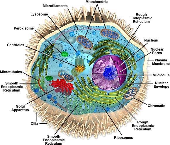 Az eukarióta sejtek Mitokondrium: Bizonyítottan