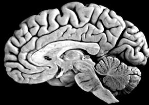 Hypothalamo-hypophyseal regulation