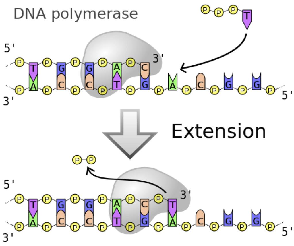 DNA Replication Revisited DNA DNAPolymerase Polymerase can can