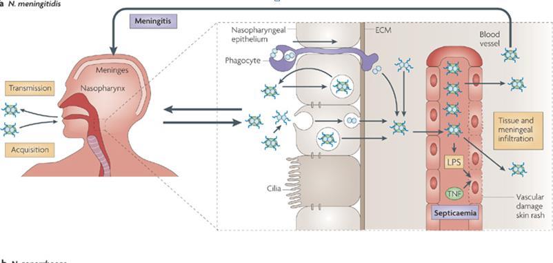 Meningococcus pathomechanizmus Pathogenic neisseriae: surface modulation, pathogenesis and infection control Mumtaz Virji Nature Reviews Microbiology 7,