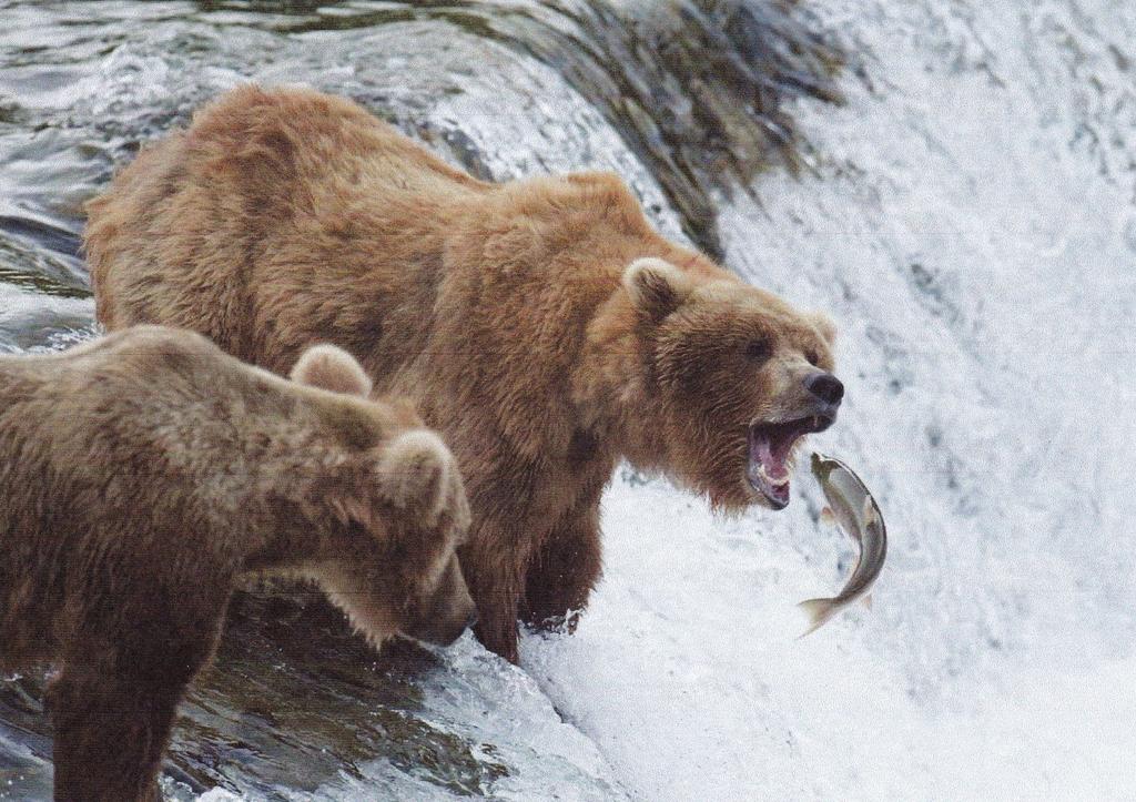 O l d al 1 7 DIÁKCSEMEGE A medve A medve egy ragadozó. Nyolc faj tartozik a családba, pl.: barna medve, grizzly medve, panda, jegesmedve, stb. Emlős állat a medve. Többségük mindenevő.
