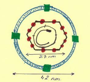 5 Au-Ag: Blumberg & Gajdusek, 1963 Nobel dij: 1976 HBV HEPADNA virus család -Sokfajta