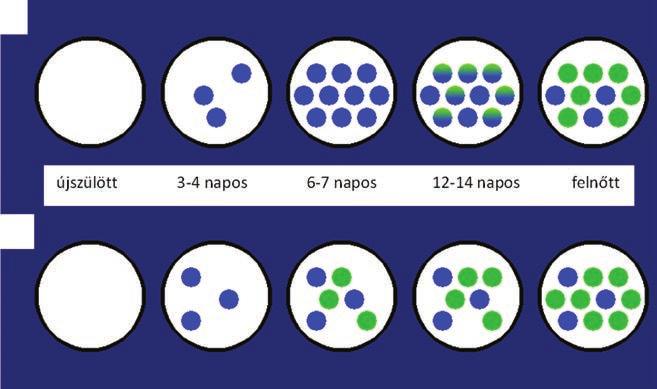 A transz ege ni - kus állatok esetében komoly problémát jelentenek az esetleges extra - retinális hatások kizárása.