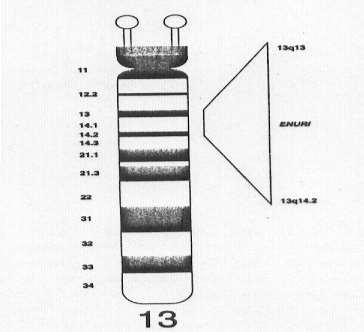 Natural Genet 1995 Prax Kinderpsychol Kinderpsychiatr 1997 Dec;46(10):709-26 [Enuresis