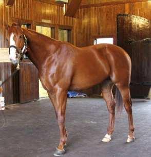 típus % Quarter horse 9 Telivér 11 Arab 14 Ügető 18 Shetland pony 21 Angol telivér Sötét: I típus