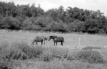 Nyáron sokat kirándulok Csapodon és környékén. A múlt nyáron egyszer apukámmal az erdőben bicikliztünk a régi vasúti töltésen. Meleg volt. Nagyon jólesett a fák alatt menni.