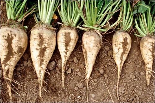 Neonikotinoid szükséghelyzeti engedélyek 2019- től