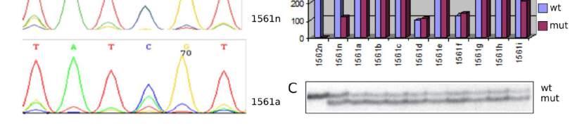génszekvencia fordult elő. (B) A normál kontroll (1562n) csak a vad típusú MET szekvenciát, a beteg vesesejtjei (1561n) és minden egyes tumora (1561a-i) a vad és mutált MET szekvenciát is kifejezte.
