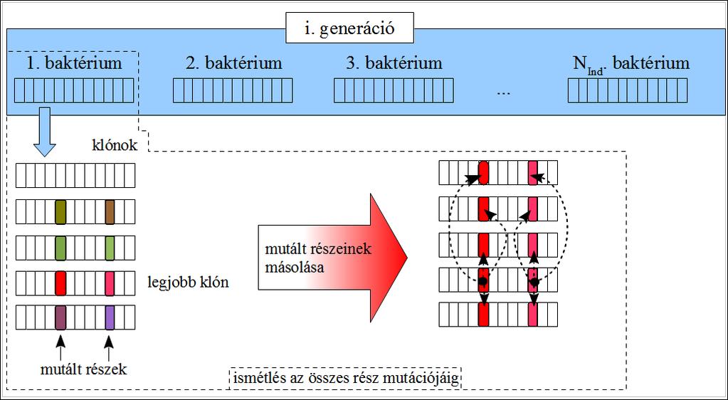 A bakteriális mutáció művelet során először a populáció egy egyedéről másolatokat, ún. klónokat készítünk.
