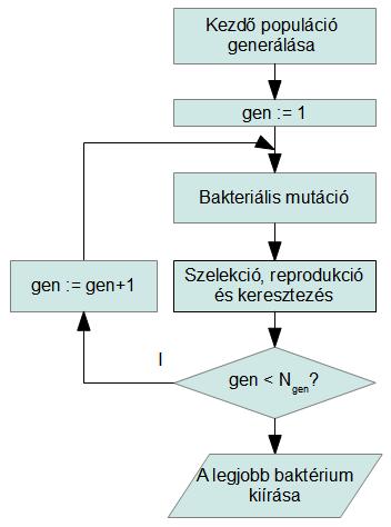 Ez az eljárás a bakteriális mutáció ismétlődik, míg az összes egyed át nem megy a bakteriális mutáción. Alkalmazzuk a hagyományos genetikus műveleteket (szelekció, reprodukció és keresztezés)!