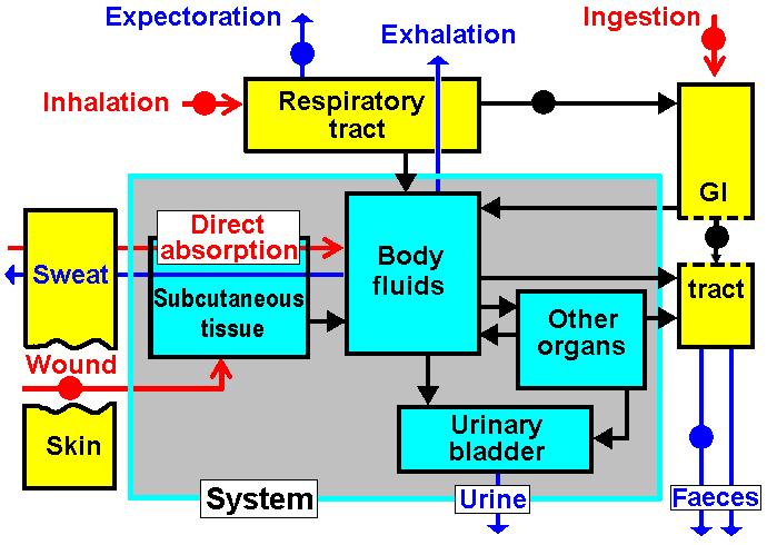 Generic biokinetic model Methods of