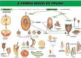 természetes szőtt anyagok, állatok, gombák, vitaminok, mikro-film, algák.