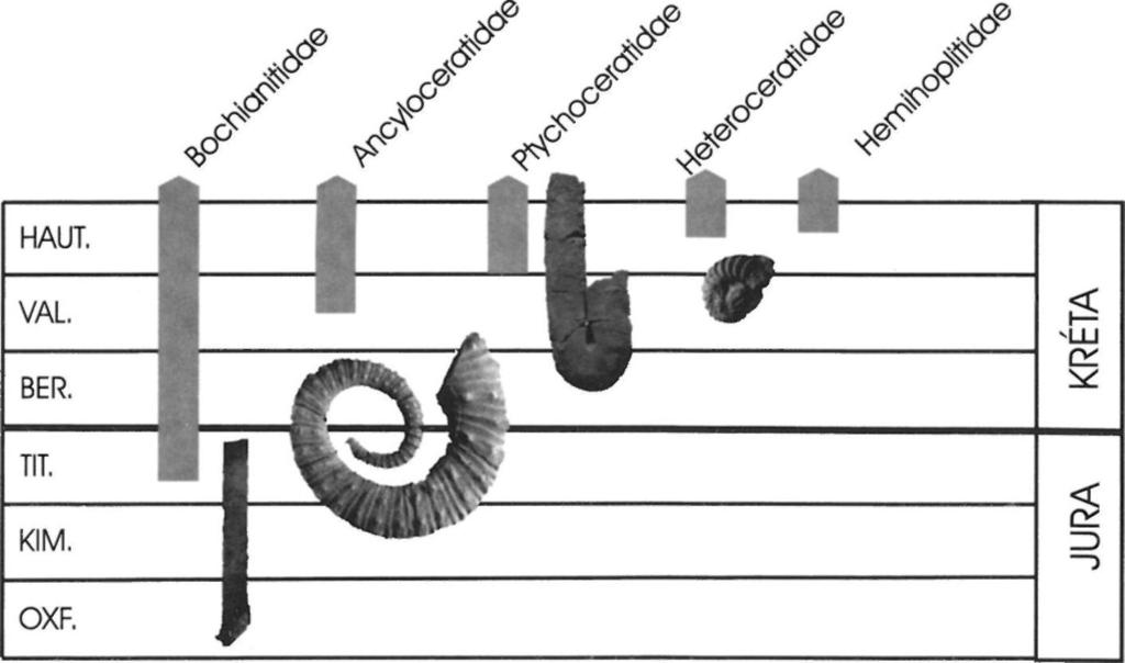 A nemzetség egyébként a gerecsei alsó-kréta hauterivi vöröses rétegeiben is kifejezetten gyakori (FŐZY & FOGARASI 2002).