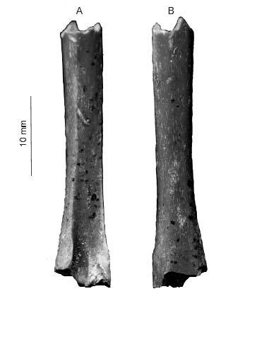 ábra A, B). Paratípus: jobboldali lábszárcsont, diafízis- és disztális epifízistöredék (P 2010.20/2), (2. ábra A, B). 1. ábra. Tadorna minor n. sp.