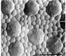 FOTORECEPTOROK fotoreceptorok eloszlása a retinán Pálcikák és Csapok Különböző funkció és eloszlás Univers.