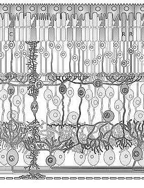 Transcriptional regulation of photoreceptor development and homeostasis in the mammalian retina;anand Swaroop, Douglas Kim & Douglas