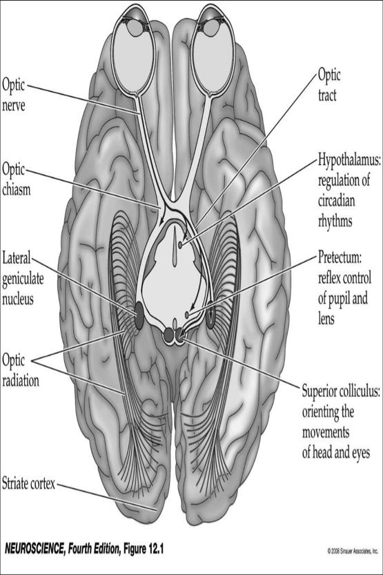 A látópálya CGL-en kívüli projekciók Temporal hemifield