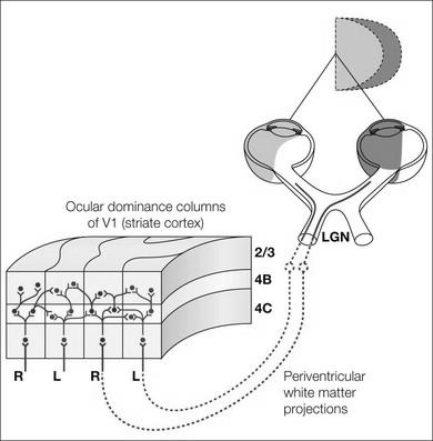 Primer Visual Cortex V1 (Hubel & Wiesel, 1958) fény-érzékeny blob -ok OKULÁRIS DOMINANCIA OSZLOPOK ORIENTÁCIÓS COLUMNÁK OKULÁRIS