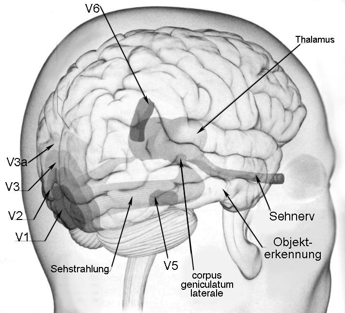 A vizuális információk kérgi feldolgozása Vizuális asszociációs kérgi területek V2: komplex formák felismerése V3: geometria V3a: mozgás-irány V4: szín V5: kinetika-(mozgás) V6: stereopsis (3D)