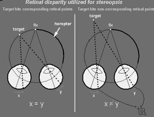 Stereopsis (3D) Lokalizáció a retinán- mélységinformáció (távolság érzékelése) Corresponding retinal