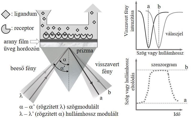 és az oldatfázisú, nagy molekulatömegű ligandumok kölcsönhatásának valós idejű és jelölésmentes vizsgálatára.