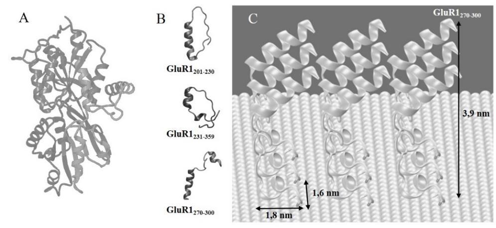 többlépéses szimuláció sorozatban elsőként a polipeptid 3D-modellje készült el az AMPA receptor N-terminális doménjének röntgenszerkezetén [82] alapuló modell alkalmazásával, amely a Schrödinger 35