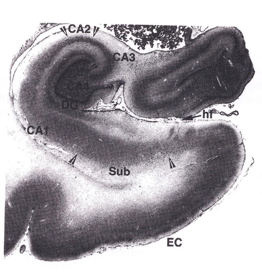 A medialis temporalis régió finomszerkezete Septum, thalamus, hypothalamus (fimbria-fornix [ff] rendszer) CA1 Multimodális szenzoros kéreg EC entorhinalis