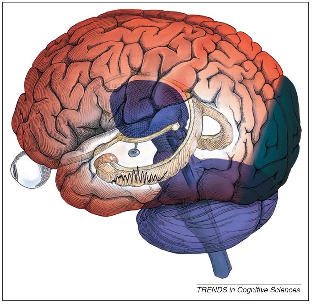 Hippocampus sharp wave ripple : fokozott neocorticalis (occipitalis nem!