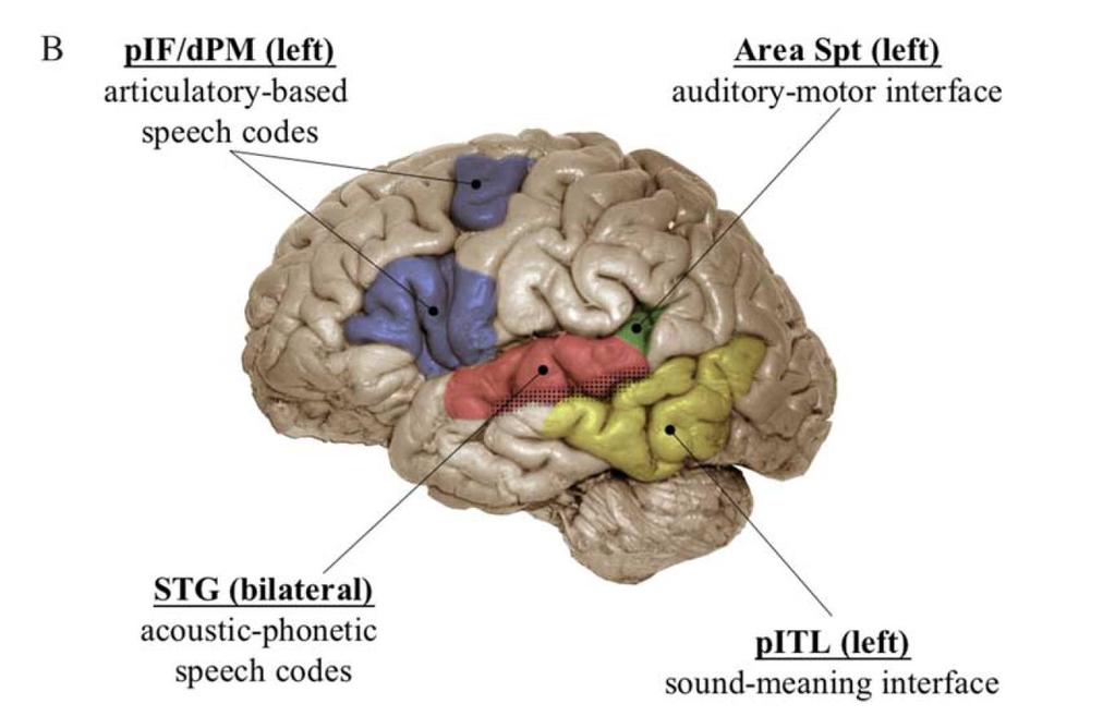 A nyelvi funkciók szerveződésének alternatív modellje* Word-form area STG superior temporalis gyrus, pif posterior inferior frontalis, dpm dorsalis