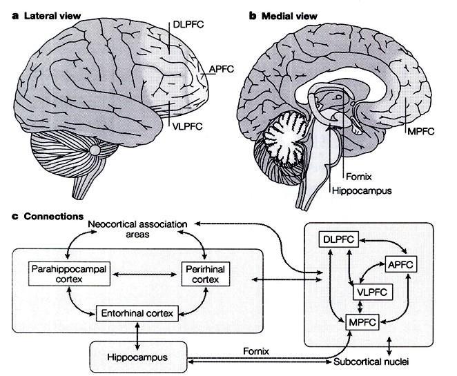 Mammilothalamicus pálya DLPFC (dorsolateralis praefrontalis cortex) munkamemória tartalmának kombinálása (tervezés, problémamegoldás) VLPFC (ventrolateralis)