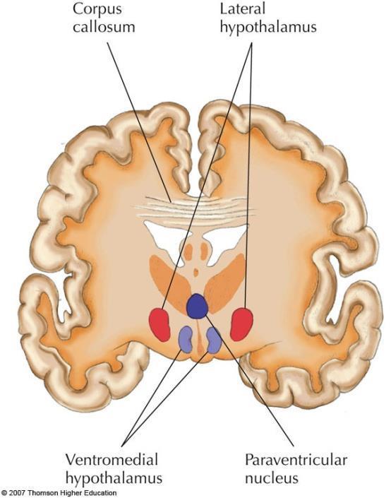 kezdet Ventromedialis hypothalamusz (VH) jóllakottsági kp.