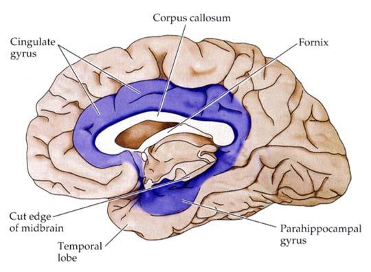 A limbikus rendszer klasszikus koncepciója másnéven Rhinencephalon 1.