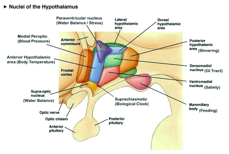 1. Hypothalamus Szerteágazó kapcsolatrendszer az agytörzs és hypophysis irányába (vegetatív hatások) 33 PO: preoptic nucleus SC: