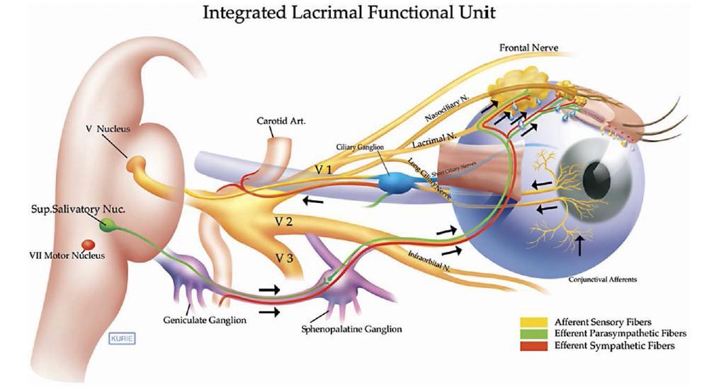 Lacrimal gland ggl.