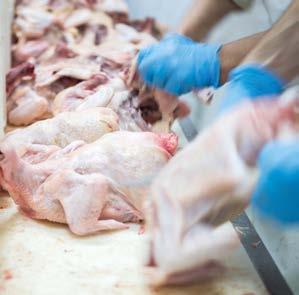 Tömegmérési adatok megfigyelése Optimalizált húsfeldolgozási hozamok A hatékonyság bárhonnan megfigyelhető A hús, baromfi vagy hal kézzel végzett előkészítése során a hatékony folyamatszabályozásnak