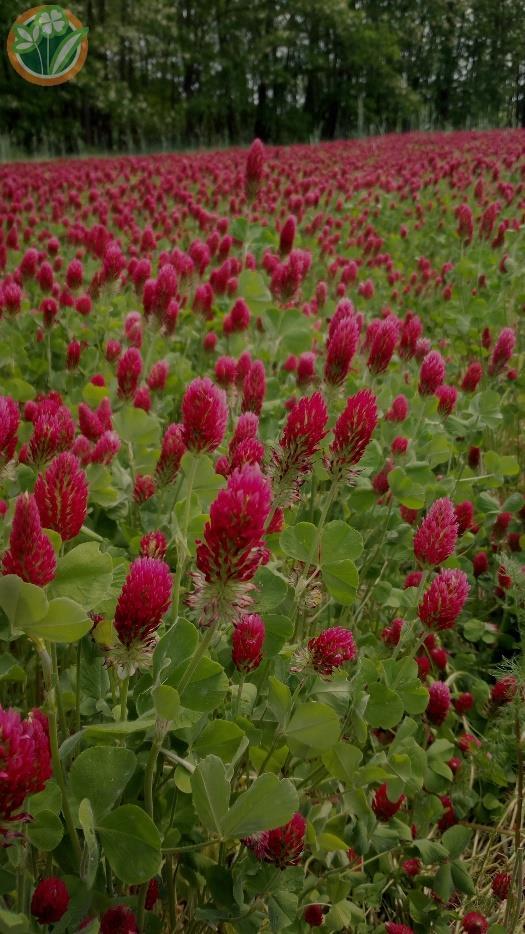 Egyéb takarmánynövényeink Bíborhere (Trifolium incarnatum) Vöröshere