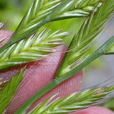 Termeltetés, feldolgozás Hazai és külföldi piacokra termelt főbb növényeink: Lucerna (Medicago sativa) Herefélék (Trifolium species) Angol perje (Lolium