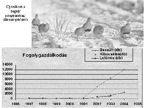 2005/2006-ban A kihelyezett madarak évente változó színű gyűrűvel jelölve 2005-ben és 2006-ban ehhez volt állami támogatás, 2007-ben már nem De a madarakat Lenesről ingyen kapják A fogoly program