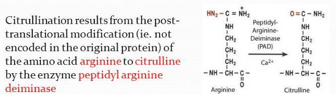 Anti-citrullinált protein antitest (ACPA) CCP (ciklikus citrullinált peptid) antitest - RA-ra jellemző antitest, mely specifikusabb, mint az RF