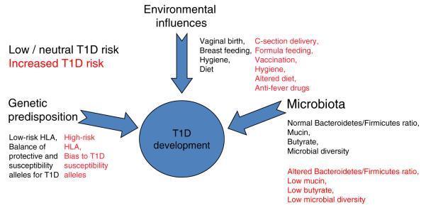 IDDM Bacteroidetes >> Firmicutes
