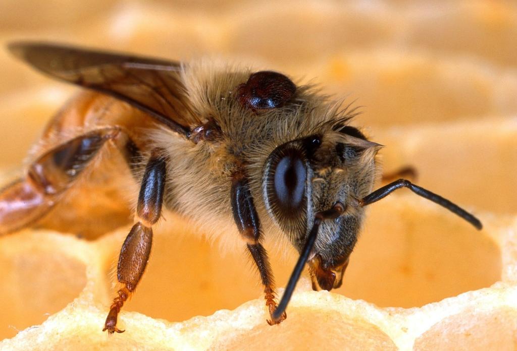 Varroa atka háziméhen Az Országos Magyar Méhészeti Egyesület megbízta az intézetünket és témavezetőként engem az ázsiai méhatka (közismertebb nevén a Varroa atka) elleni új, illatanyagokon alapuló