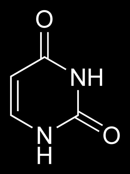 3 Uracil Timin metiléncsoport Methylengruppe 2 3 4 2 1 10 Ar 5, 10 -metilén-5,6,7,8-