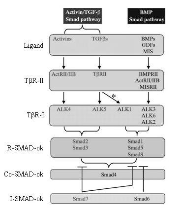 2. ábra A TGF-β receptor család és a SMAD fehérjék rendszere. A citokin által aktivált II-es típusú receptor köti az állandóan aktív I-es típusú receptort.