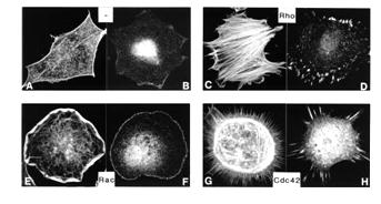 Aktív RhoA mutáns expressziója az EMT során látott aktin struktúrák megjelenését váltja ki fibroblastokban: a sejtek tengelyével párhuzamos vastag, miozin láncokkal keresztkötött aktin rostok, azaz