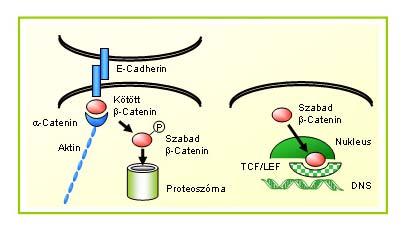 I.8 A β-catenin/tcf/lef jelátviteli rendszer Az Armadillo fehérjecsaládba tartozó β-catenin fehérje alapvető szerepet játszik az embrionális fejlődésben és a tumorigenezisben, kettős funkciójának