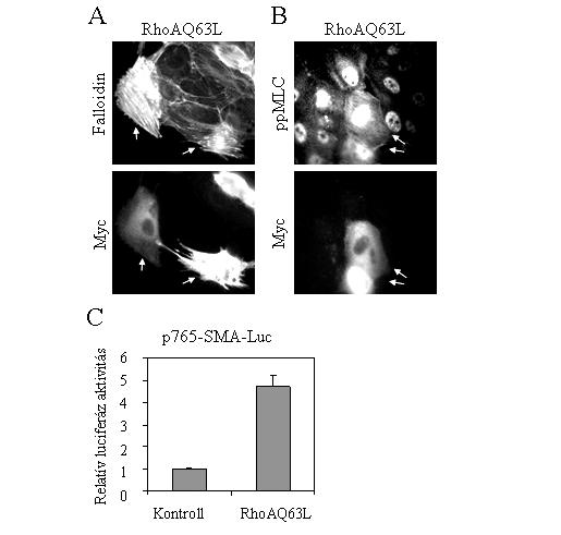 12. ábra A konstansan aktív Rho mutáns citoszkeleton reorganizációt és az SMA promoter aktivációját váltja ki LLC-PK1 sejtekben.