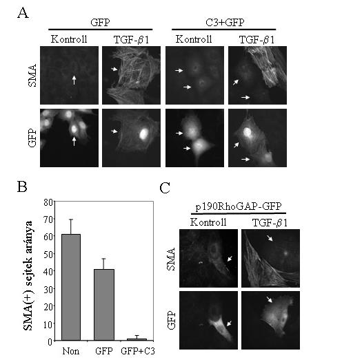 15. ábra A Rho gátlása kivédi a TGF-β1 kiváltotta SMA expressziót LLC-PK1 sejtekben.