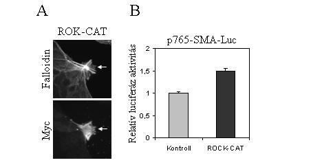 indultak ki. Az így kapott kép megfelelt az aktív ROK mutánsok indukálta citoszkeleton változásoknak [243]. (16. ábra A) Ezután vizsgáltuk a ROK-CAT hatását az SMA promoterre.